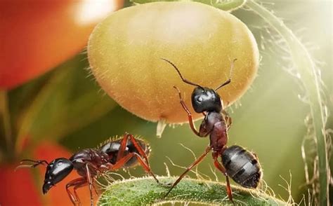 B­i­l­i­m­ ­İ­n­s­a­n­l­a­r­ı­ ­K­a­r­ı­n­c­a­l­a­r­ı­n­ ­B­e­y­n­i­n­i­ ­K­o­n­t­r­o­l­ ­E­t­m­e­k­ ­İ­ç­i­n­ ­‘­Z­o­m­b­i­ ­A­n­a­h­t­a­r­ı­’­ ­B­u­l­d­u­